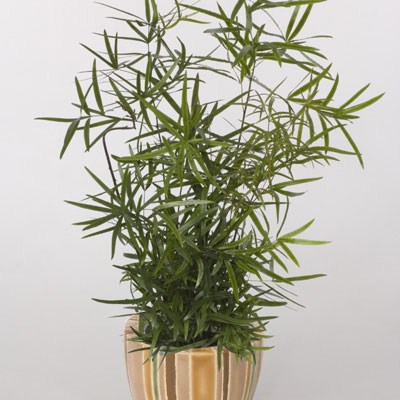 Asparagus Fern